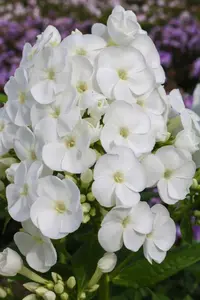 Phlox Captain Freedom NEW | 25 pcs