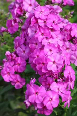 Phlox Captain Victory NEW | 25 pcs
