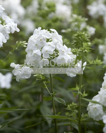 Phlox David | 250 pce