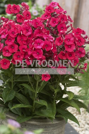 Phlox Grenadine Dream PBR | 25 pce