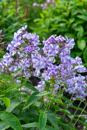 Phlox Gzhel | 250 pce
