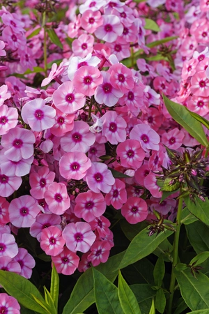 Phlox Larissa | 25 pce