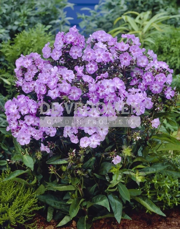 Phlox Laura | 25 pce