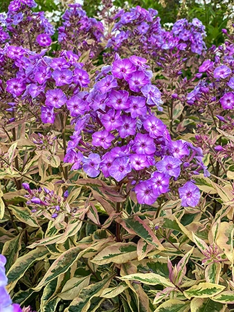 Phlox Olympus | 250 pce