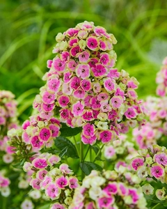 Phlox Orchid Yellow PBR | 250 pcs