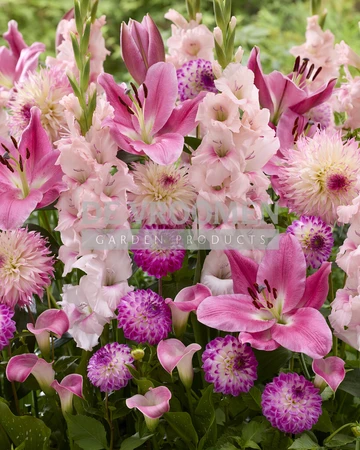 Pink Symphony NEW | Capper 15 x 9