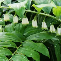 Polygonatum