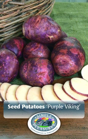 Potatoes Purple Viking | Capper 10 x 6