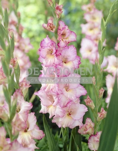 Priscilla NEW | Capper 20 x 10