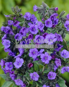 Pulmonaria  Blue Ensign | 200 pce