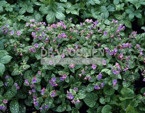 Pulmonaria Mrs. Moon | 200 pce