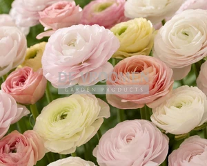 Ranunculus Peach Perfection NEW | Capper 20 x 18