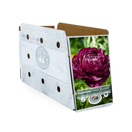 Ranunculus Purple Sensation | Cappers 10 x 15 - image 2
