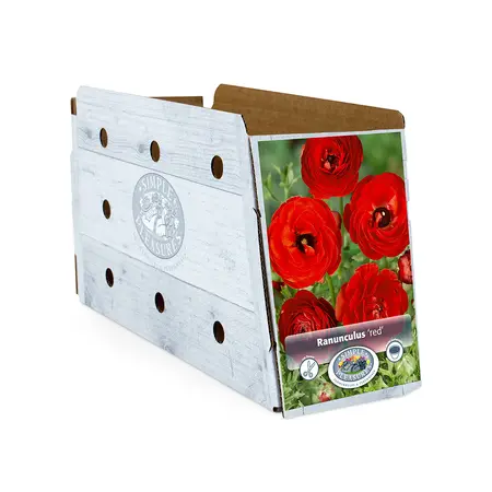 Ranunculus Red | Cappers 10 x 15 - image 2