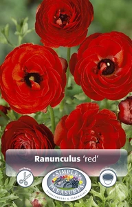 Ranunculus Red | Cappers 10 x 15 - image 4