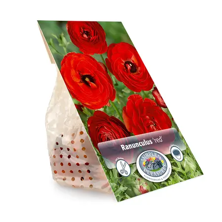 Ranunculus Red | Cappers 10 x 15 - image 3