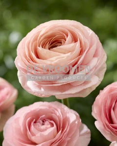 Ranunculus Salmon NEW | Capper 15 x 10