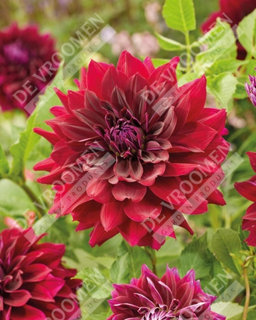Dahlia Rip City | 15 pce