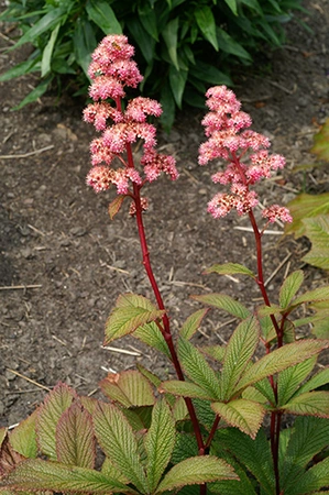 Rodgersia Superba | 200 pce