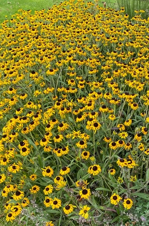 Rudbeckia American Gold Rush | 25 pce