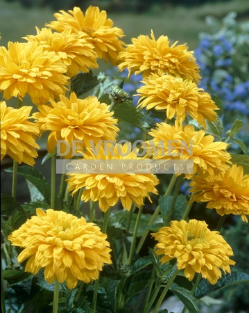 Rudbeckia Goldquelle | 150 pce