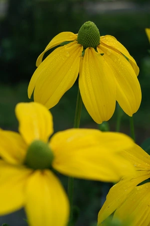 Rudbeckia Herbstsonne | 25 pce