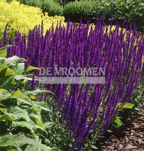 Salvia Mainacht (May Night) | 150 pce