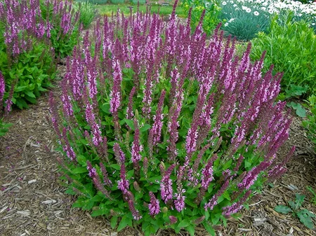 Salvia Sensation Rose | 25 pce