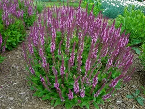 Salvia Sensation Rose | 150 pce