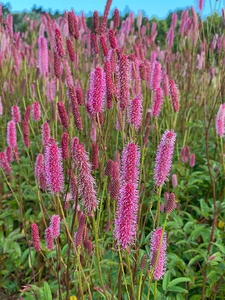 Sanguisorba Blackthorn | 25 pce