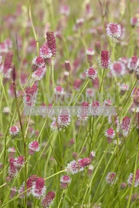 Sanguisorba Pink Tanna | 25 pce