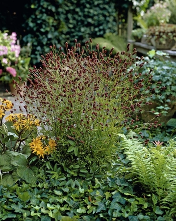 Sanguisorba Red Thunder | 25 pcs