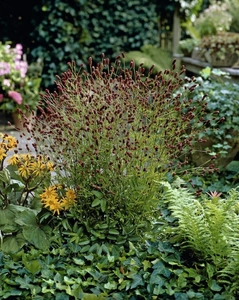 Sanguisorba Red Thunder | 25 pcs