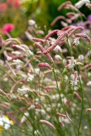 Sanguisorba Strawberry Frost | 25 pce