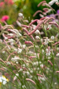 Sanguisorba Strawberry Frost | 25 pce
