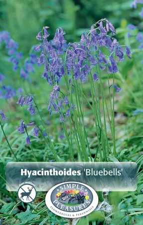 Scilla Bluebells | Cappers 10 x 20 - image 1