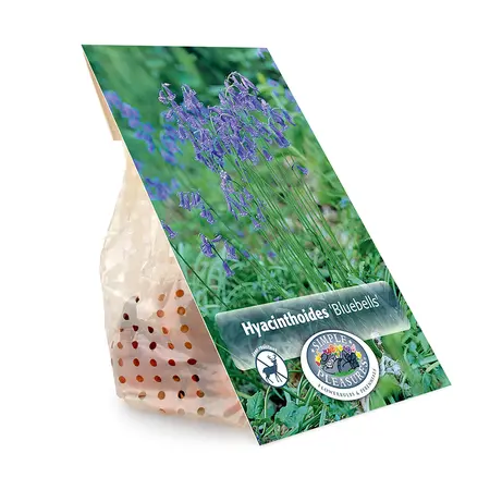 Scilla Bluebells | Cappers 10 x 20 - image 3