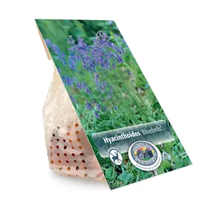 Scilla Bluebells | Cappers 10 x 20 - image 3