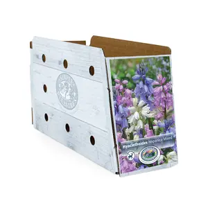 Scilla Hispanica Mixed | Cappers 10 x 20 - image 2