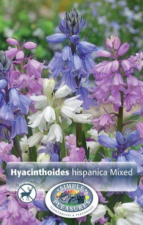 Scilla Hispanica Mixed | Cappers 10 x 20 - image 3
