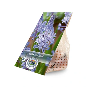 Scilla litardierei | Cappers 10 x 20 - image 3
