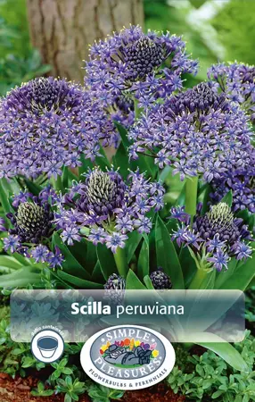 Scilla peruviana | Cappers 2 x 25 - image 1