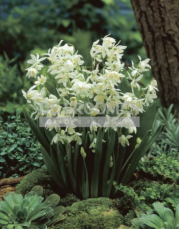 Scilla siberica Alba | 100 pce