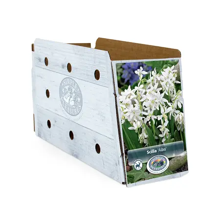 Scilla Siberica Alba | Cappers 10 x 20 - image 2
