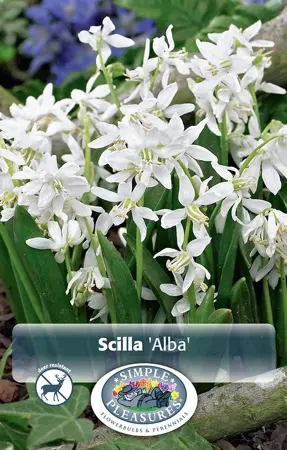 Scilla Siberica Alba | Cappers 10 x 20 - image 1