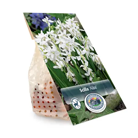 Scilla Siberica Alba | Cappers 10 x 20 - image 3