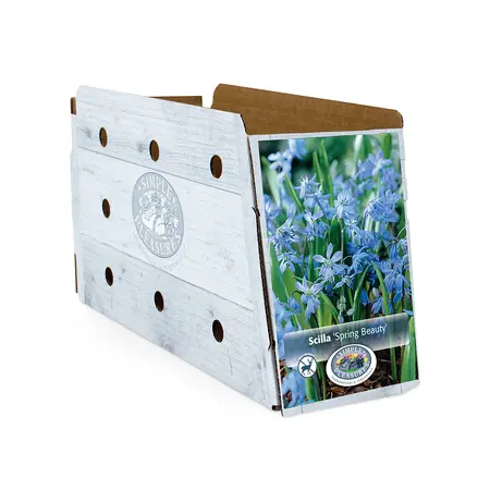 Scilla Siberica Spring Beauty | Cappers 15 x 20 - image 2