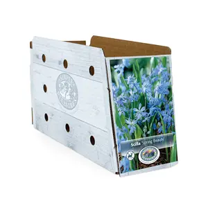 Scilla Siberica Spring Beauty | Cappers 15 x 20 - image 2