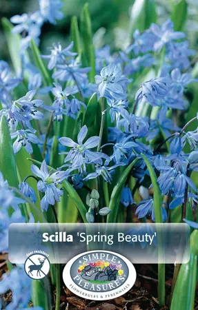 Scilla Siberica Spring Beauty | Cappers 15 x 20 - image 1