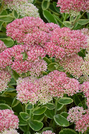 Sedum Autumn Charm | 25 pce